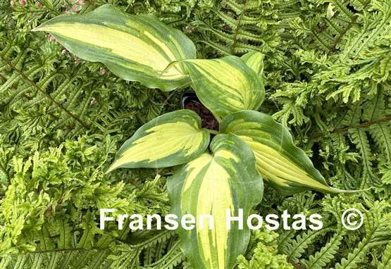 Hosta Love Story