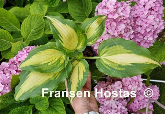 Hosta Love Story