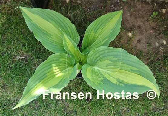 Hosta Love Story