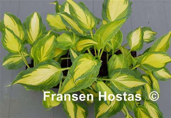 Hosta Love Story