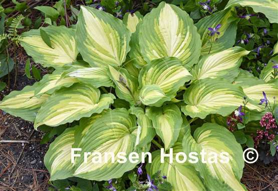 Hosta Love Story