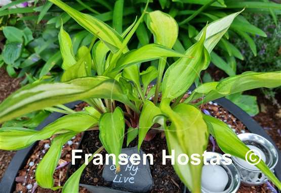 Hosta Love of My Life