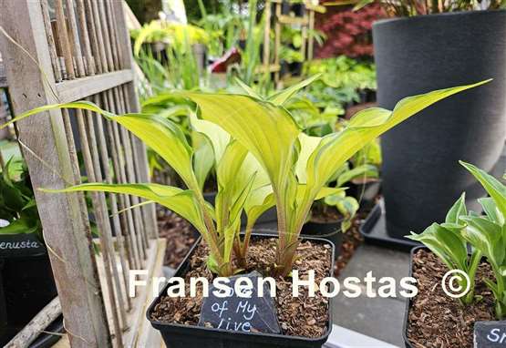 Hosta Love of My Life