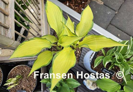 Hosta Love of My Life
