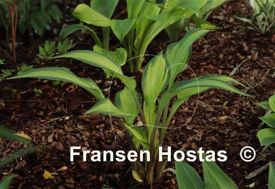 Hosta Love of My Life