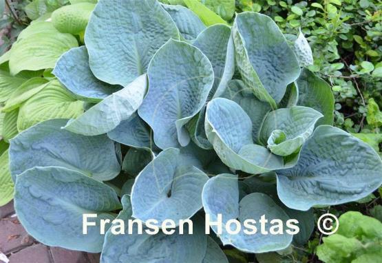 Hosta Love Pat