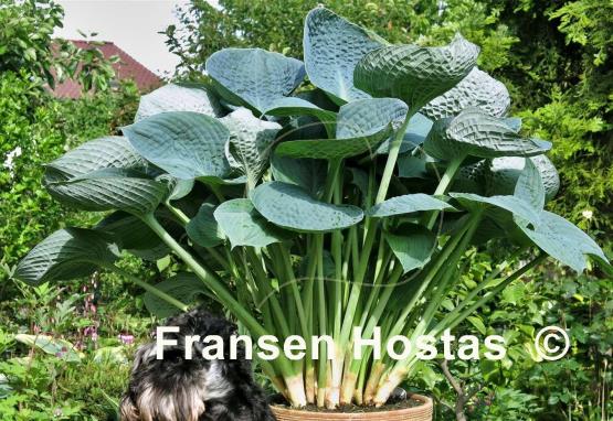 Hosta Love Pat