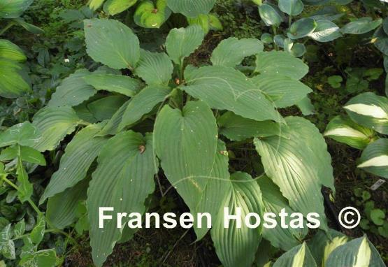 Hosta Love Song