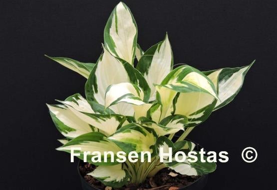 Hosta Loyalist