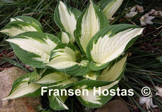 Hosta Loyalist