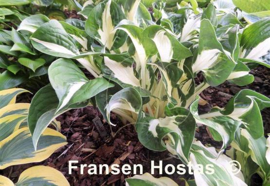 Hosta Loyalist