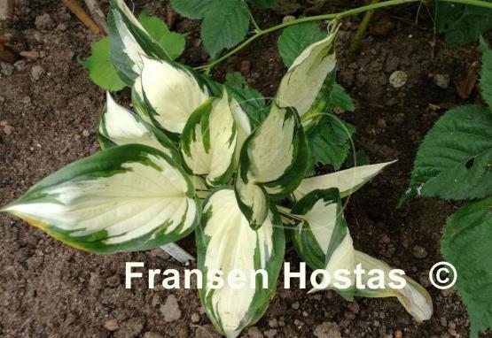 Hosta Loyalist