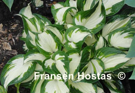 Hosta Loyalist