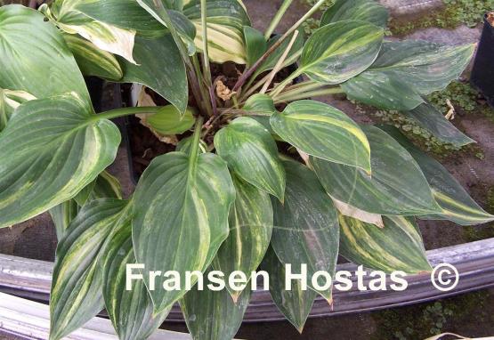 Hosta Luca