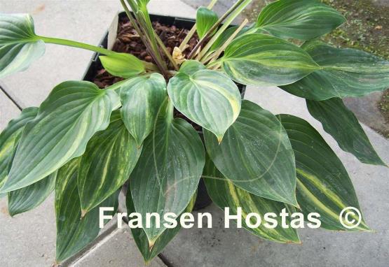 Hosta Luca