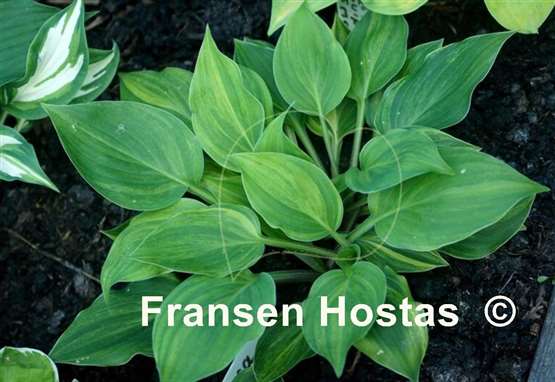 Hosta Luca
