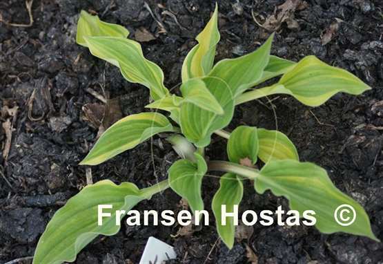 Hosta Luca