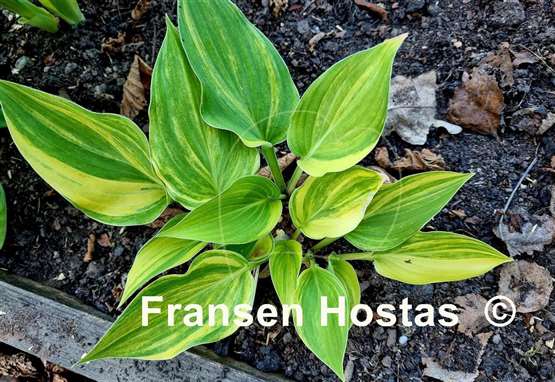 Hosta Luca