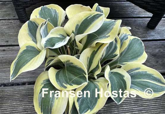 Hosta Lucky Mouse