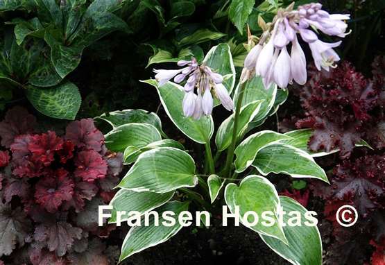 Hosta Lucky Number