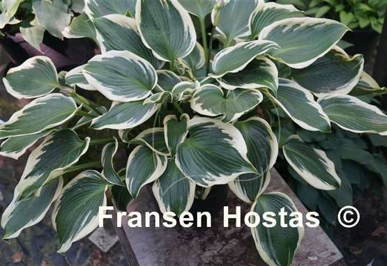 Hosta Lucky Number