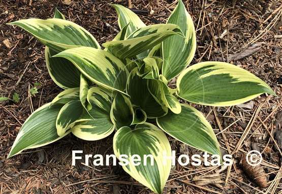 Hosta Lucky Number