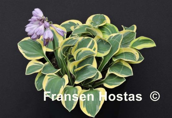 Hosta Lucky Mouse