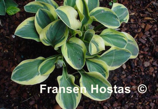 Hosta Lucky Mouse