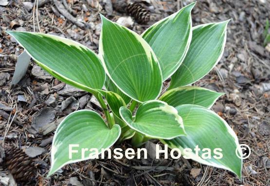 Hosta Lucky Number