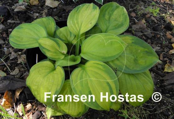 Hosta Lucy Vitols