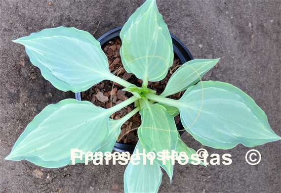 Hosta Ludacris