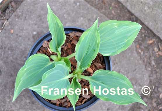 Hosta Ludacris