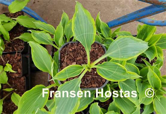 Hosta Ludacris
