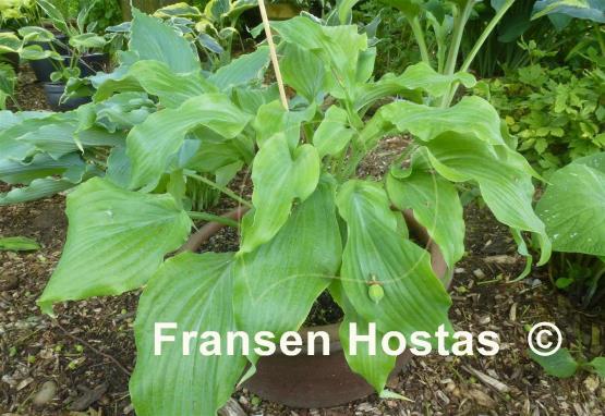 Hosta Lullabye
