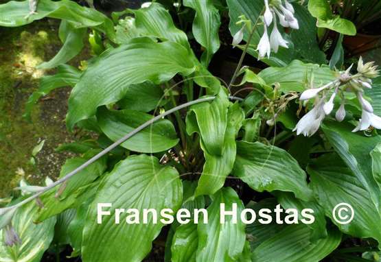 Hosta Lullabye