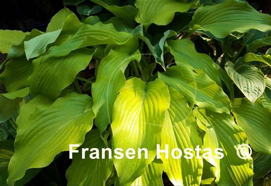 Hosta Lullabye
