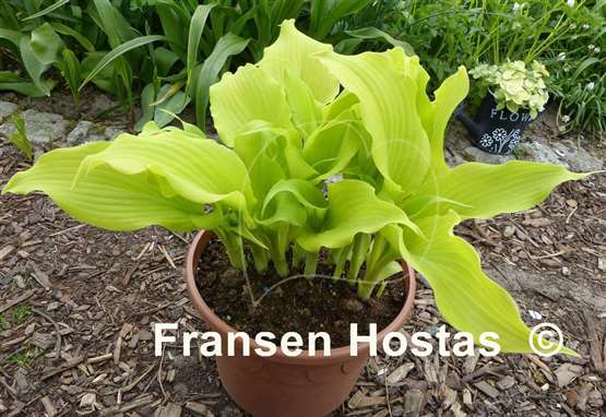 Hosta Lullabye