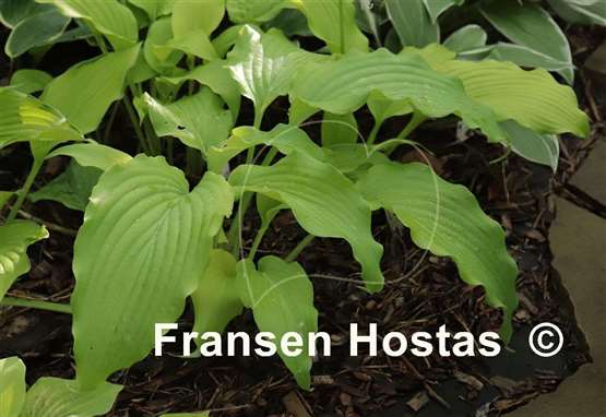 Hosta Lullabye