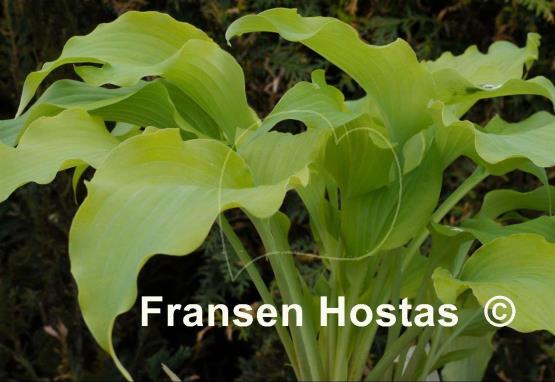 Hosta Lullabye