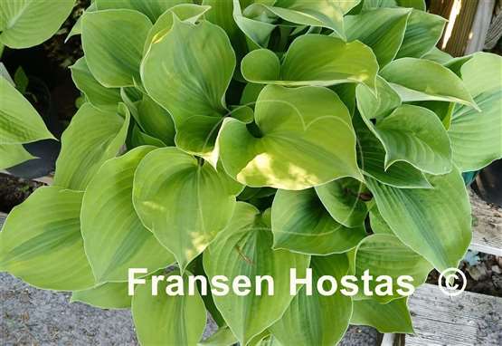 Hosta Luna Moth