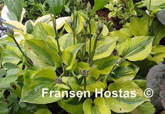 Hosta Luna Moth