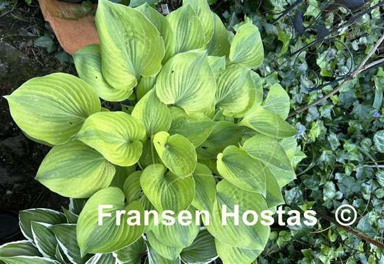Hosta Luna Moth