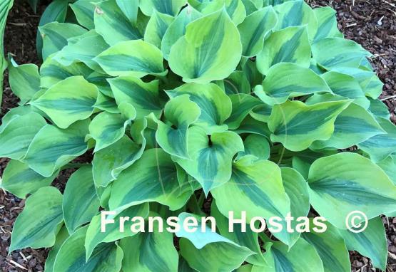 Hosta Luna Moth