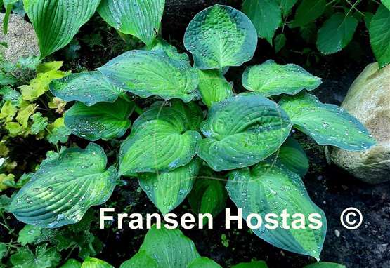 Hosta Lunar Orbit