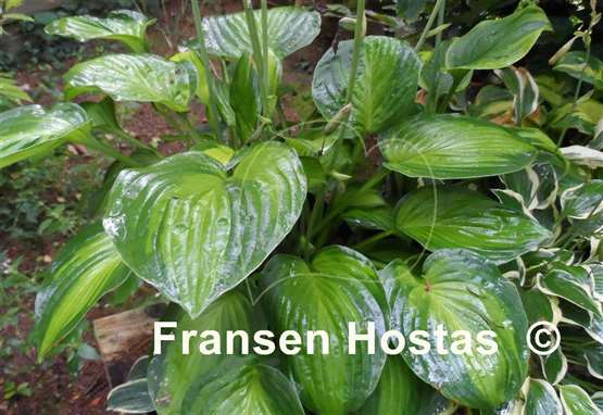 Hosta Lunar Orbit