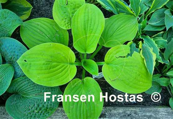 Hosta Lunar Wings