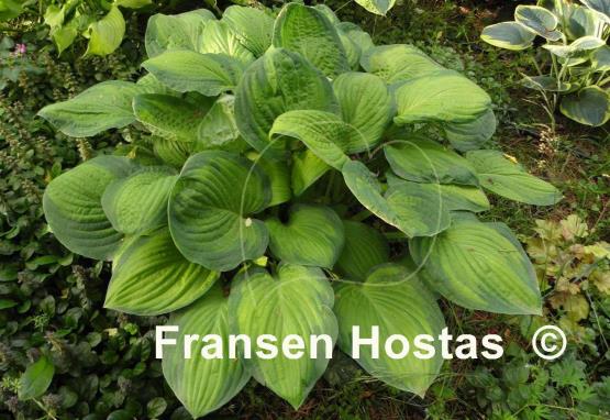 Hosta Lunar Orbit