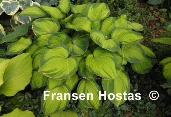 Hosta Lunar Orbit