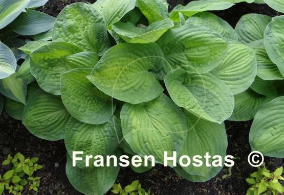 Hosta Lunar Orbit