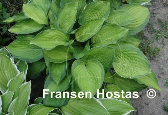 Hosta Lunar Orbit